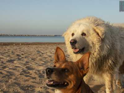 ...e con degli altri cagnolini